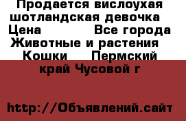 Продается вислоухая шотландская девочка › Цена ­ 8 500 - Все города Животные и растения » Кошки   . Пермский край,Чусовой г.